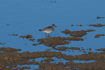 Grey plover om isla Christina Spain.