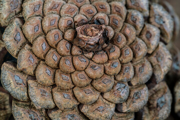 closeup pine cones background