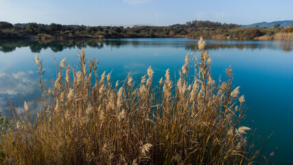 Duster-like flowering plant (Cortaderia Selloana) on the shore of the blue water lake, in the middle of nature in winter