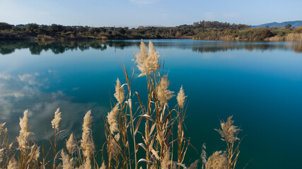 Duster-like flowering plant (Cortaderia Selloana) on the shore of the blue water lake, in the middle of nature in winter