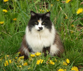 Naklejka na ściany i meble фото норвежської лісової кішки в траві