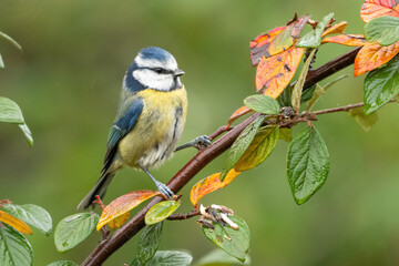 Cute Eurasian blue tit (Cyanistes caeruleus) perched on a branch, common UK garden bird