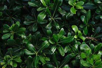 green leaves background