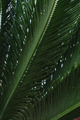 green palm leaf close