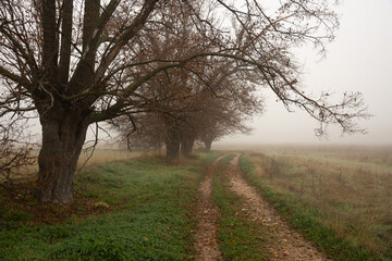 Autumn trees enveloped by fog, Southeast Regional Park, Madrid, Spain