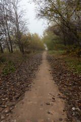 Fototapeta premium Path through forest in autumn with leaves on the ground in a foggy day, Southeast Regional Park, Madrid, Spain