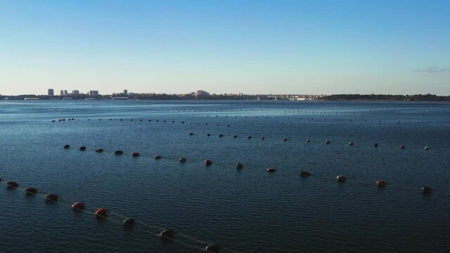 Rising on the mussel farms on the Mar Piccolo of Taranto