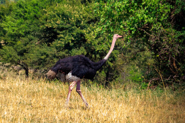 Male ostrich (Struthio camelus) in savanna in Serengeti National park in Tanzania. Wildlife of Africa