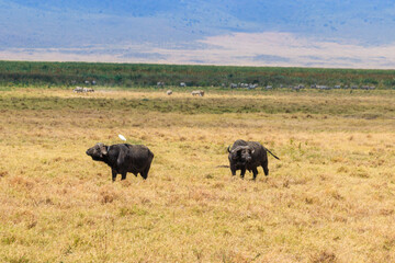 Fototapeta premium African buffalos or Cape buffalos (Syncerus caffer) in Ngorongoro Crater National Park in Tanzania. Wildlife of Africa