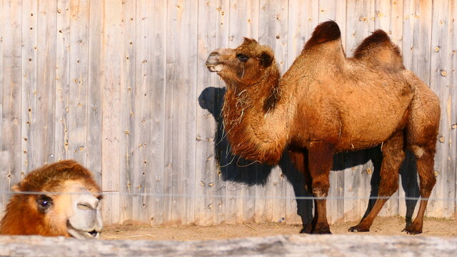 Trampeltier im Zoo