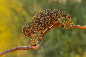 Obraz premium Chameleon walking on branch