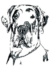 drawing of a great dane harlequin