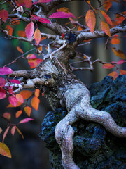 Detail of bonsai roots on stone.