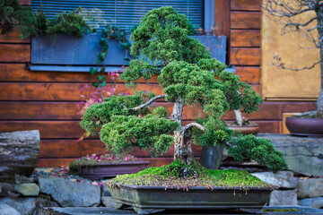 Bonsai conifer in a ceramic bowl.