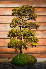 Bonsai with autumn leaf color.