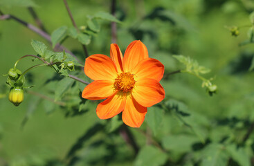 Scharlach-Dahlie - Red dahlia