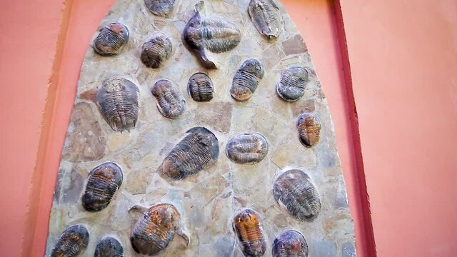 Animal fossils in a garden open to the public in Almuñecar, Granada, Andalusia, Spain
