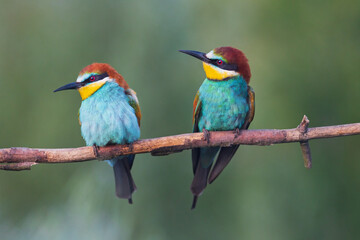 beautiful birds of paradise sit on a branch