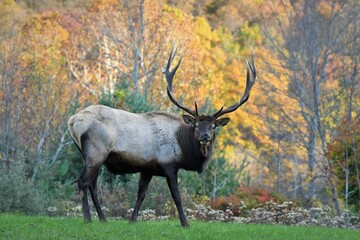bull elk in autumn