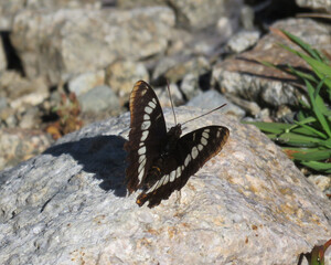 Close-up of Lorquins Admiral Butterfly on a rock