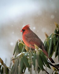cardinal in snow