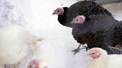 turkeys in winter. Turkeys in the winter on the farm.