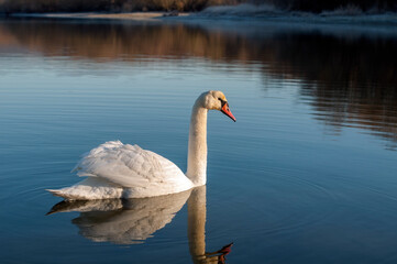A white majestic swan floats in front of a wave of water. Young swan in the middle of the water. Drops on a wet head.