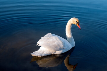 A white majestic swan floats in front of a wave of water. Young swan in the middle of the water. Drops on a wet head.