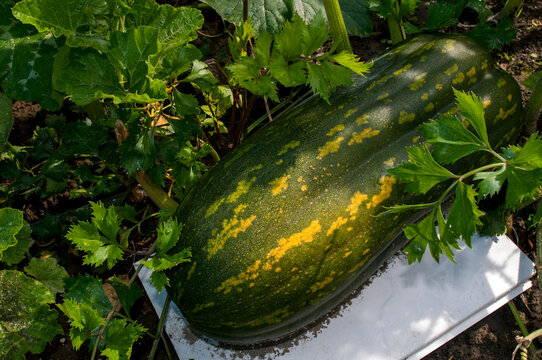 Pumpkin Lunga Pien in the garden among the greenery