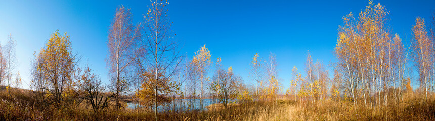 Panorama of autumn tree on a large lawn.