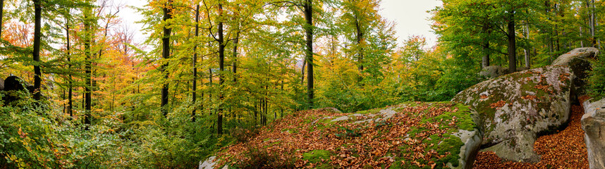 Obraz premium Panorama of autumn forest and rocks. Green and yellow leaves on trees.