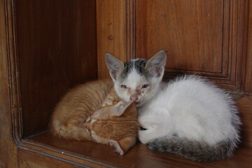 Fototapeta na wymiar Two kittens resting together. White and Golden.