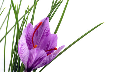 Saffron crocus flower with red stigmas isolated on a white background.