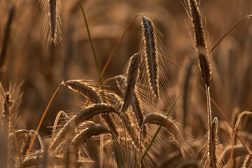 Rye ears ripening before harvest. Cereal in the field. Grains in ears.