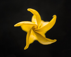 Top view of a flower on a black background. On black background.