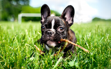 Fototapeta premium French Bulldog dog. He lies in the green grass. The dog is 5 months old