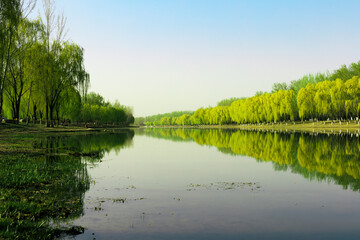 Fototapeta na wymiar China Beijing Summer Palace misty lake and tree view