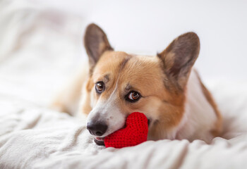 cute corgi puppy lies on a white bed and holds a red knitted heart in his teeth