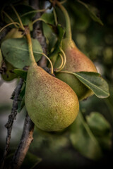 A close-up of ripe pears on a tree in summer
