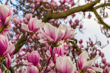 magnolia with lots of pink flowers