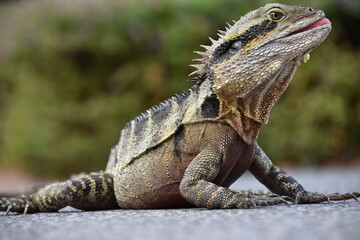 Lizard Brisbane Australia Park