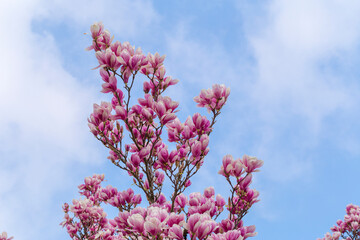 magnolia with lots of pink flowers