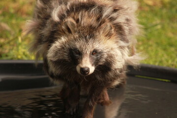Racoon Dog at the Yorkshire Wildlife Park