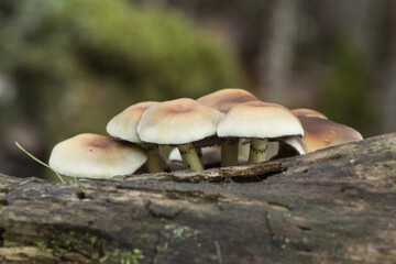 Hypholoma fasciculare the sulfur tuft or clustered woodlover mushroom beautiful yellow-orange toxic mushroom with greenish tones, growing in groups on rotten trunk