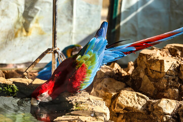 Beautiful Psittacinae parrot drinking water in a zoo © Mardig Otjian1/Wirestock