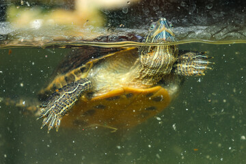 Closeup shot of a small turtle swimming in an aquarium
