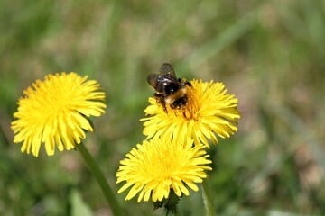 Biene an Blumenblüte