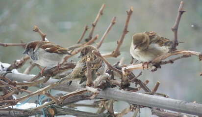sparrow on the branches of grape