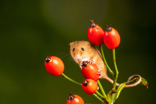 3 035 Best Harvest Mouse Images Stock Photos Vectors Adobe Stock