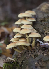 Fototapeta premium Hypholoma fasciculare the sulfur tuft or clustered woodlover mushroom beautiful yellow-orange toxic mushroom with greenish tones, growing in groups on rotten trunk